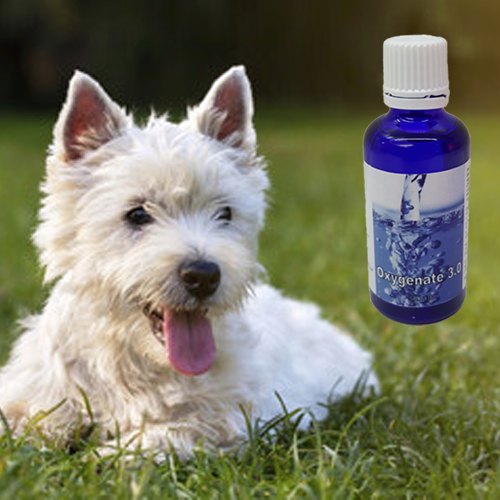 Benefits-of-Oxygenated-Water-for-your-pets-LJOILS